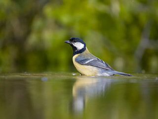 Obraz premium Great tit, Parus major
