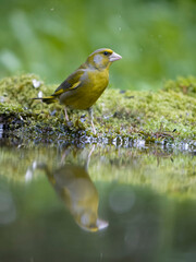 Obraz premium Greenfinch, Chloris chloris,
