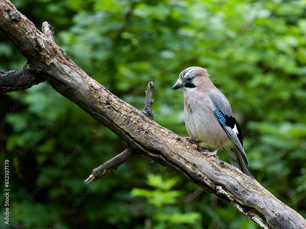 Sticker Eurasian jay, Garrulus glandarius