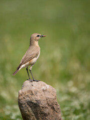 Isabelline wheatear, Oenanthe isabellina