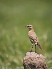 Isabelline wheatear, Oenanthe isabellina