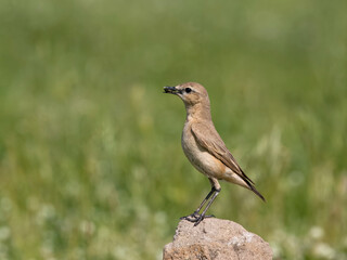 Isabelline wheatear, Oenanthe isabellina
