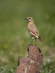 Obraz premium Isabelline wheatear, Oenanthe isabellina