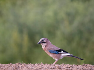 Obraz premium Eurasian jay, Garrulus glandarius