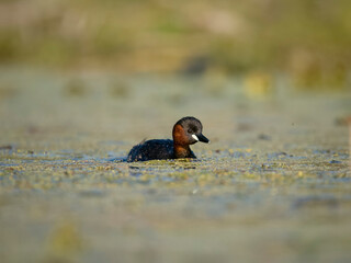 Little grebe or dabchick, Tachybaptus ruficollis