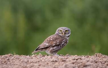 Little owl, Athene noctua,