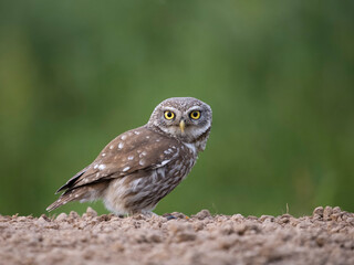 Little owl, Athene noctua,