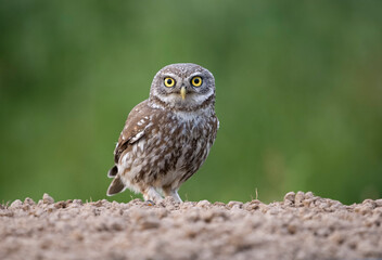 Little owl, Athene noctua,