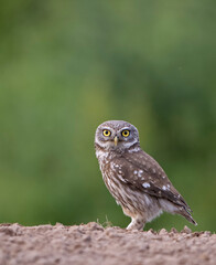 Little owl, Athene noctua,