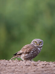 Little owl, Athene noctua,