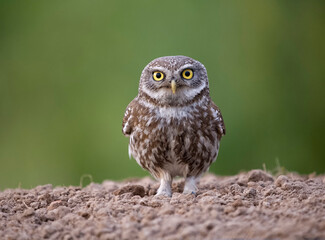 Little owl, Athene noctua,