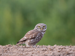 Little owl, Athene noctua,