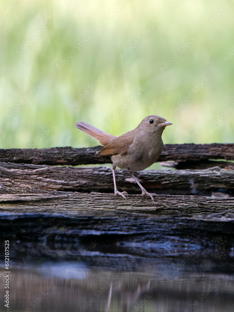 Canvas Prints Nightingale, Luscinia megarhynchos,