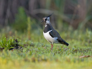 Northern lapwing, Vanellus vanellus,