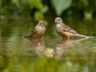 Ortolan bunting, Emberiza hortulana