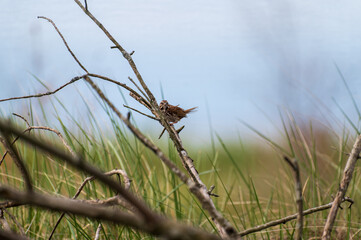 Song sparrow perched in a shrub in the wild