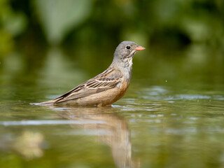 Ortolan bunting, Emberiza hortulana