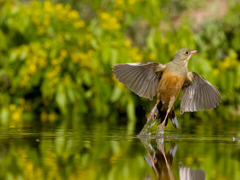 Ortolan bunting, Emberiza hortulana