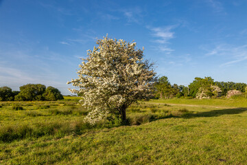 Fototapeta na wymiar A hawthorn tree in rural Sussex on a sunny evening in late May