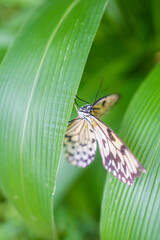 Beautiful butterfly in tropical forest of Botanic Garden in Prague, Europe