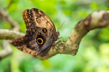 Fototapeta premium Close up of beautiful brown and blue tropical butterfly in Botanic Garden, Prague, Europe