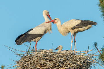 White stork couple (ciconia ciconia) on the nest with their chicks.
