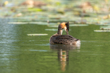 Great Crested Grebe (Podiceps cristatus) on a river.