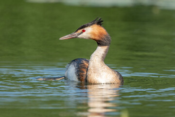 Great Crested Grebe (Podiceps cristatus) on a river.