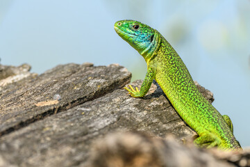 Western green lizard (Lacerta bilineata) male basking in the sun in the brush.