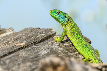 Western green lizard (Lacerta bilineata) male basking in the sun in the brush.