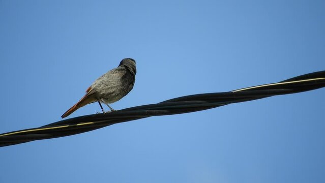 black redstart bird sits on a three-core power electric cable and sings against the backdrop of a blue sky on a sunny summer day