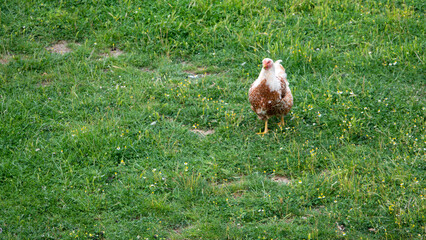 Hen on the green grass on the farm walks freely. A healthy chicken crawling in the green grass in the garden.