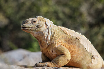 Obraz premium Barrington land iguana on Santa Fe Island, Galapagos National Park, Ecuador