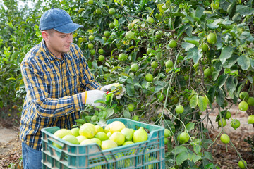 Successful busy young man farmer in plaid shirt gathering, harvesting fresh lemons in orchard...
