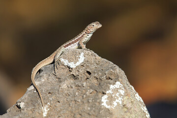 Galapagos laza lizard on Santa Fe Island, Galapagos National Park, Ecuador.
