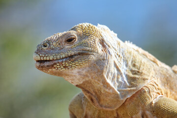 Barrington land iguana on Santa Fe Island, Galapagos National Park, Ecuador