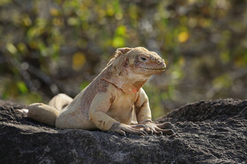 Barrington land iguana on Santa Fe Island, Galapagos National Park, Ecuador