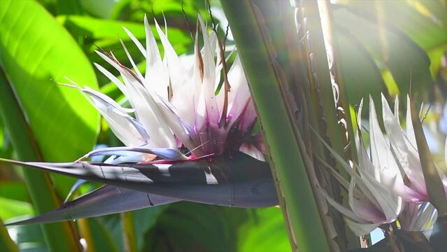 Beautiful Strelitzia Nikolai flowers blooming. Giant white bird of paradise plant with flowers. Wold banana. Close-up. Garden, Garden
