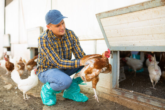 Experienced positive farmer inspecting laying hens on backyard of small poultry farm on autumn day..