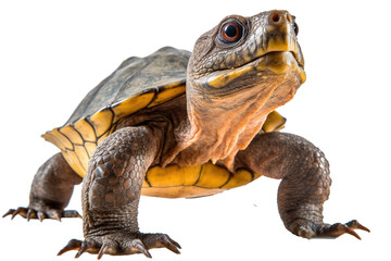 Madagascar bigheaded turtle, generative artificial intelligence