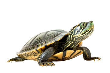 Map turtle., generative artificial intelligence