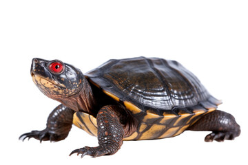 Obraz premium Musk turtle , generative artificial intelligence