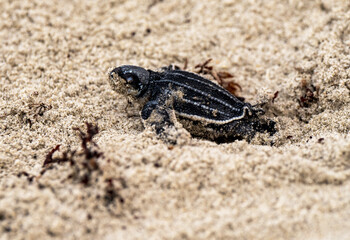 Leatherback Sea Turtle Hatchling