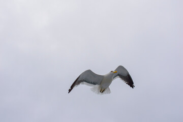 seagull in flight