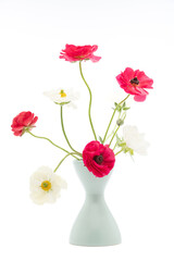 Elegant mixed ranunculus spring bouquet in white vase on white background. Spring buttercups. Ranunculus bouquet cut out.