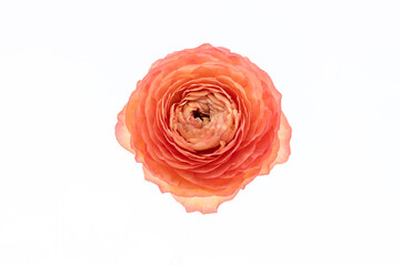 Salmon colored double ranunculus flower isolated over white background. Pastel colored spring buttercup. Ranunculus cut out.