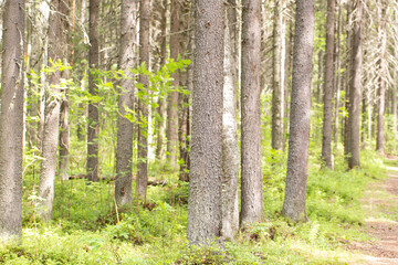 Naklejka premium Spruce forest.Untouched spruce forest in summer.