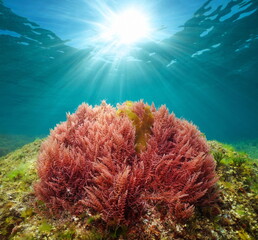 Red seaweed with sunlight underwater in the ocean (harpoon weed alga Asparagopsis armata), Atlantic...