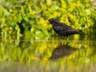 Blackbird, Turdus merula