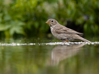 Corn bunting, Emberiza calandra